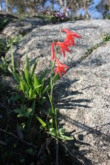 Gladiolus priorii