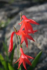 Gladiolus priorii
