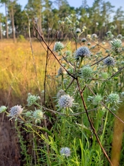 Eryngium integrifolium