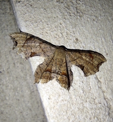 Dysaethria moza
