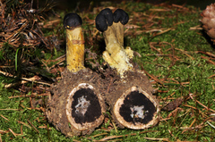 Elaphomyces muricatus