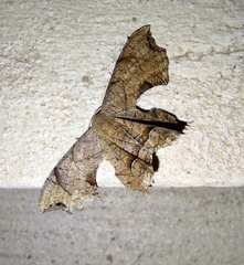 Dysaethria moza