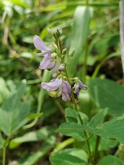 Desmodium cuspidatum