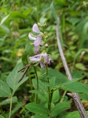 Desmodium cuspidatum