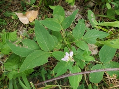 Desmodium cuspidatum