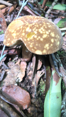 Xanthoconium affine maculosus
