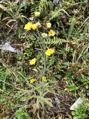 Hieracium morii