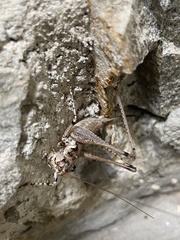 Rhacocleis insularis