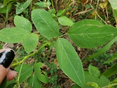 Desmodium cuspidatum