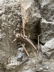 Rhacocleis insularis