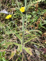 Hieracium morii
