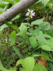 Desmodium cuspidatum