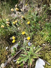 Hieracium morii