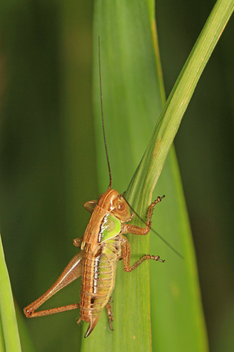 Roesel's Bush-cricket photo 4
