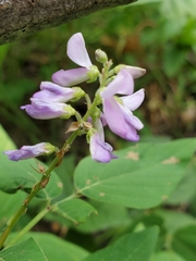 Desmodium cuspidatum