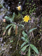 Hieracium morii