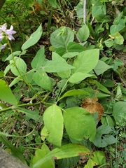 Desmodium cuspidatum