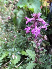 Pedicularis refracta transmorrisonensis