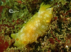 Doriopsilla areolata