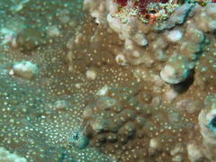 Astreopora incrustans