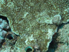 Astreopora incrustans