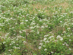 Ageratina roanensis