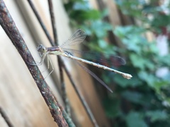 Lestes forcipatus