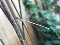 Lestes forcipatus