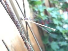 Lestes forcipatus