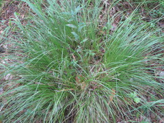 Carex pediformis macroura