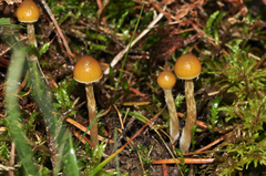 Galerina paludosa