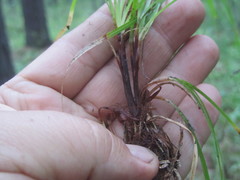 Carex pediformis macroura
