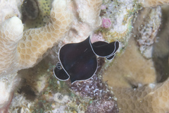 Pseudoceros lactolimbus