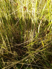 Juncus conglomeratus
