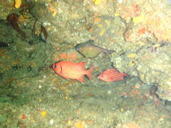 Sargocentron diadema