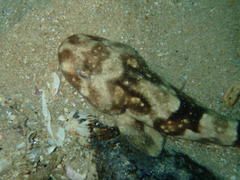 Haploblepharus pictus