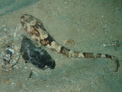 Haploblepharus pictus