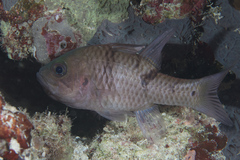 Pristicon trimaculatus
