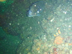 Polyamblyodon germanus