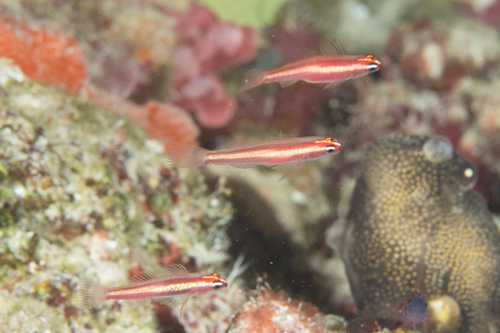 Twostripe pygmy goby (Eviota bifasciata) — Gobiidae