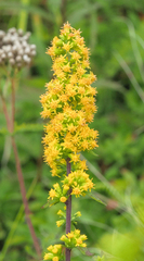Solidago roanensis