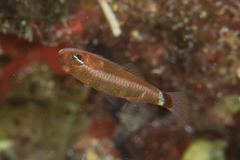 Bluestripe Dwarfgoby photo 1