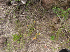 Hermannia multiflora