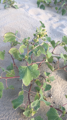 Xanthium strumarium strumarium
