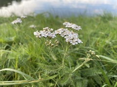 Achillea millefolium