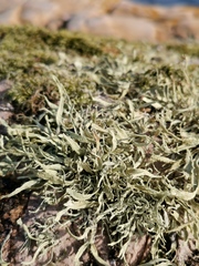 Ramalina siliquosa