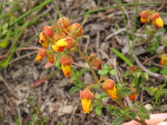 Hermannia multiflora