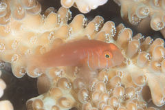 Gobiodon prolixus
