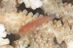 Gobiodon prolixus