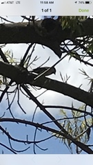 Passer domesticus